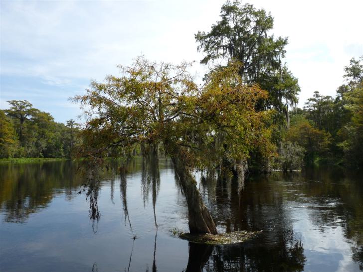 Wakulla Statepark Tipps, Wakulla Statepark Informationen, Wakulla Statepark Erfahrungen, Wakulla Statepark Empfehlungen, Wakulla Statepark Infos